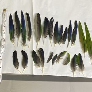 Nanday Conure Parrot Feathers Green Blue Black Mixed Naturally Molted 24 Piece